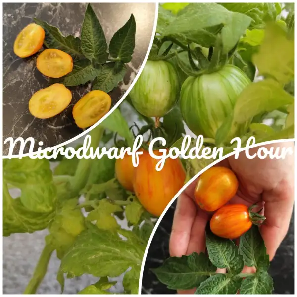 Tomaten: Golden Hour Microdwarf