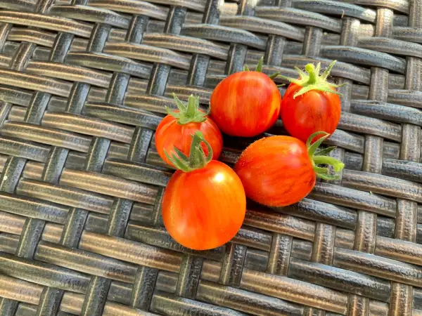 Tomaten: Golden Hour „rötliche Variation“ - Microdwarf