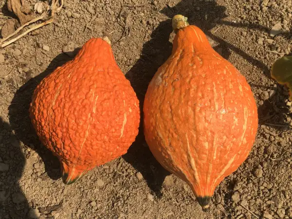 Kürbisse: Golden Hubbard Gewartz