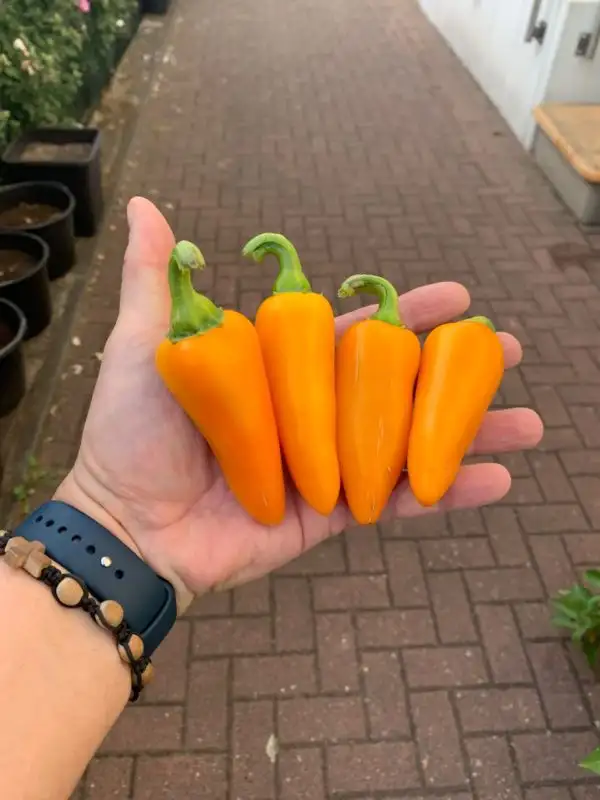 Chili / Paprika: Golden Jalapeño