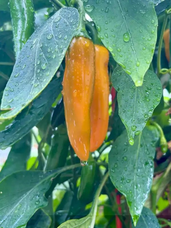 Chili / Paprika: Golden Jalapeno (mild)