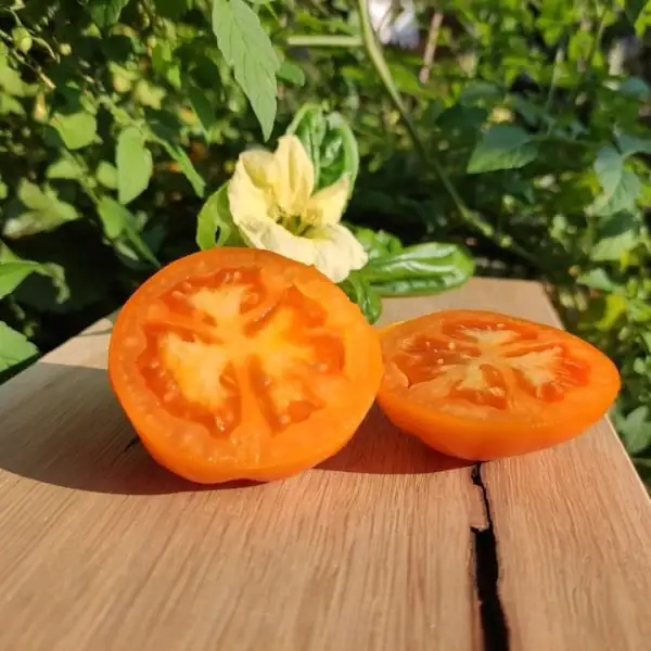 Tomaten: Golden Jubilee