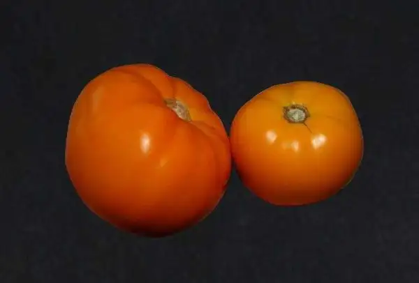 Tomaten: Golden Jubilee