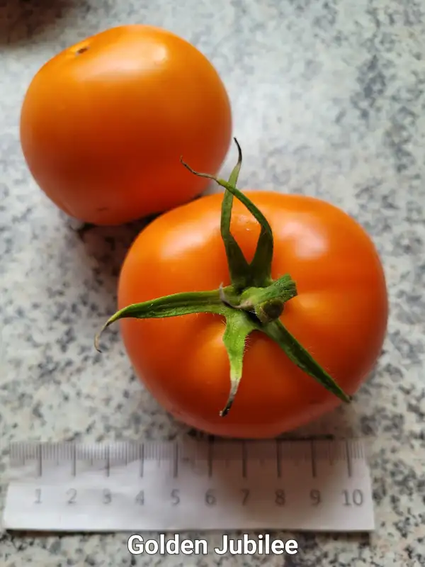 Tomaten: Golden Jubilee