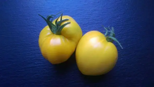 Tomaten: Golden King of Siberia