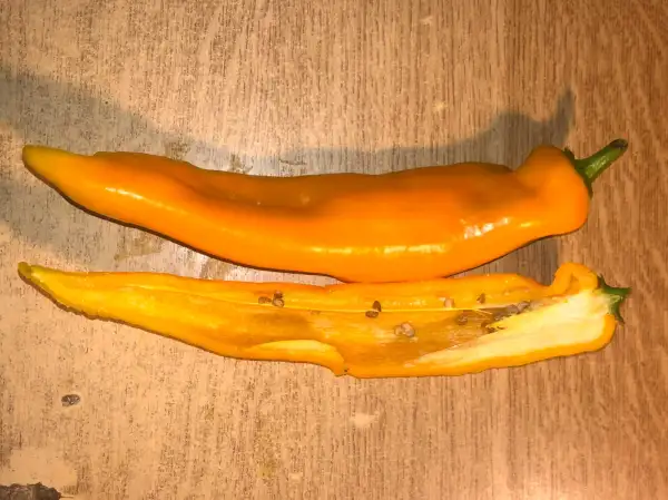 Chili / Paprika: Golden Marconi (sweet)