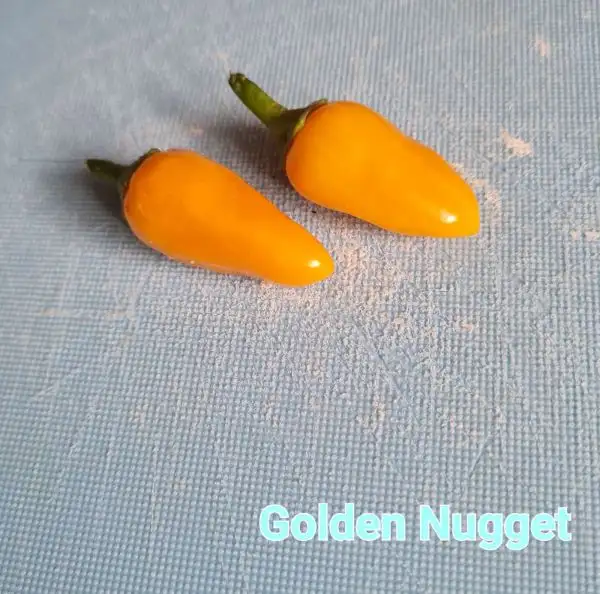 Chili / Paprika: Golden Nugget