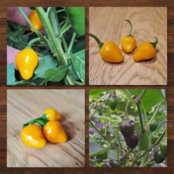 Chili / Paprika: Golden nugget (non variegated)