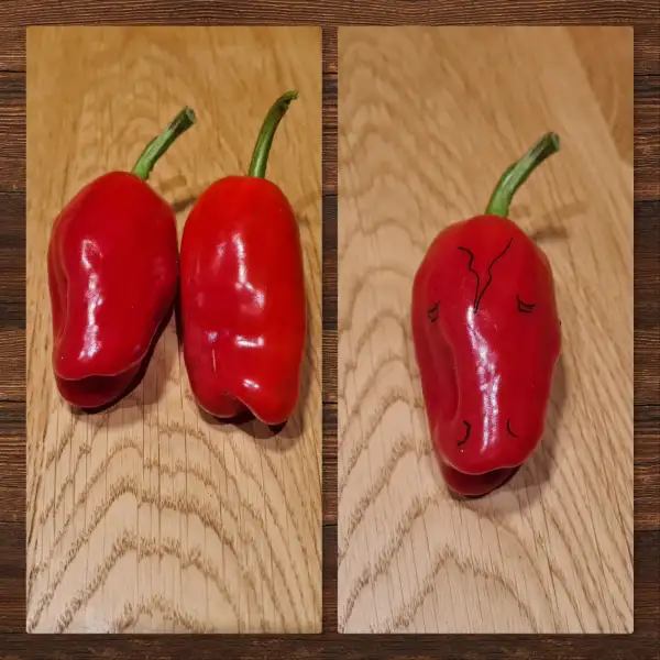 Chili / Paprika: Golden Nugget x Peter Pepper (Sad Horse)