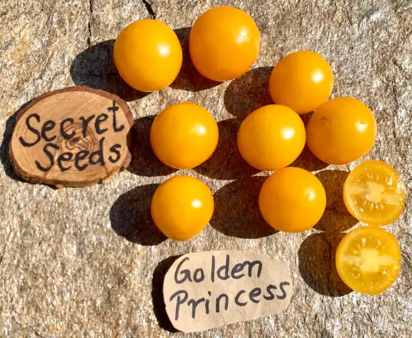 Tomaten: Golden Princess