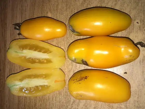 Tomaten: Golden Roma