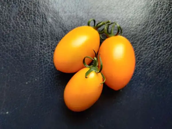 Tomaten: Golden Roma