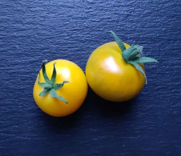 Tomaten: Golden Sunburst