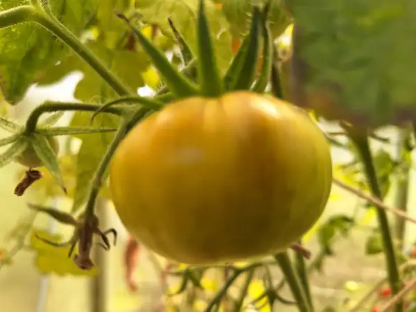 Tomaten: Golden Tiger