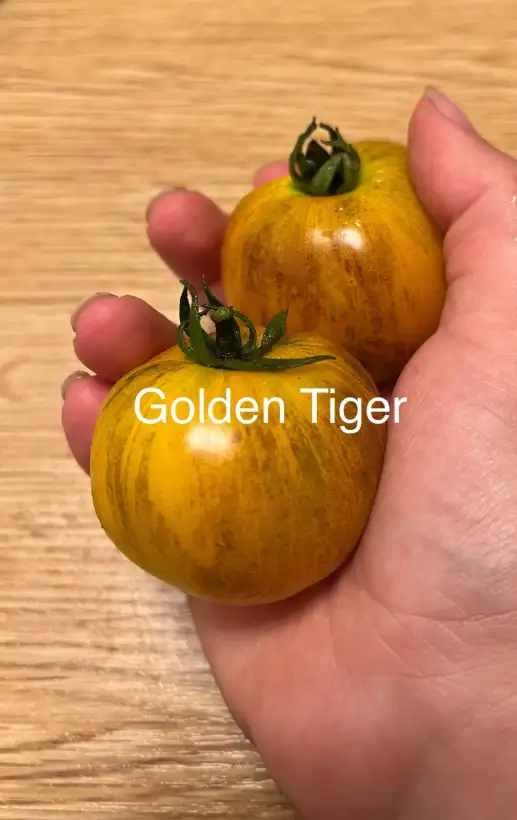 Tomaten: Golden Tiger