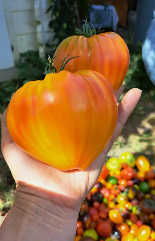 Tomaten: Goldene Berge von Medeo 2025