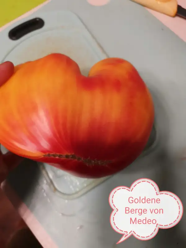 Tomaten: Goldene Berge von Medeo