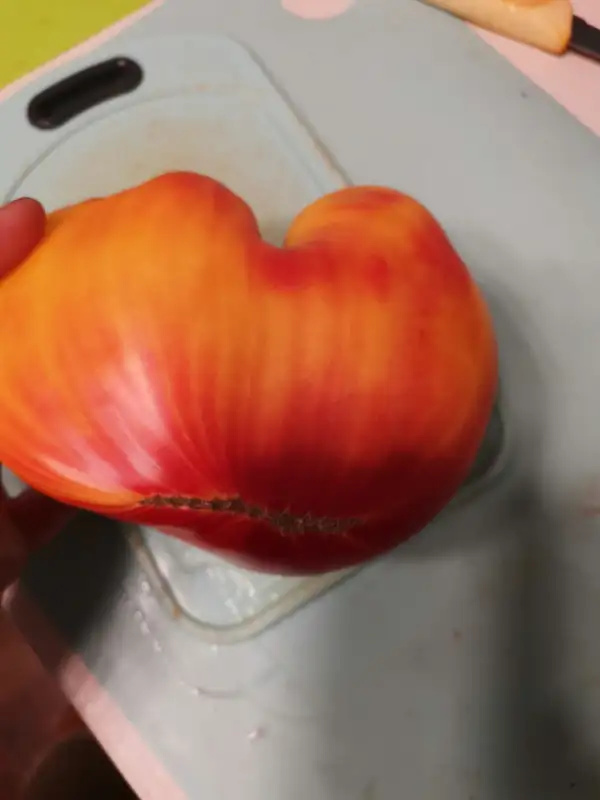 Tomaten: Goldene Berge von Medeo