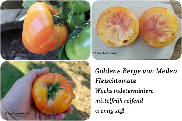 Tomaten: Goldene Berge von Medeo