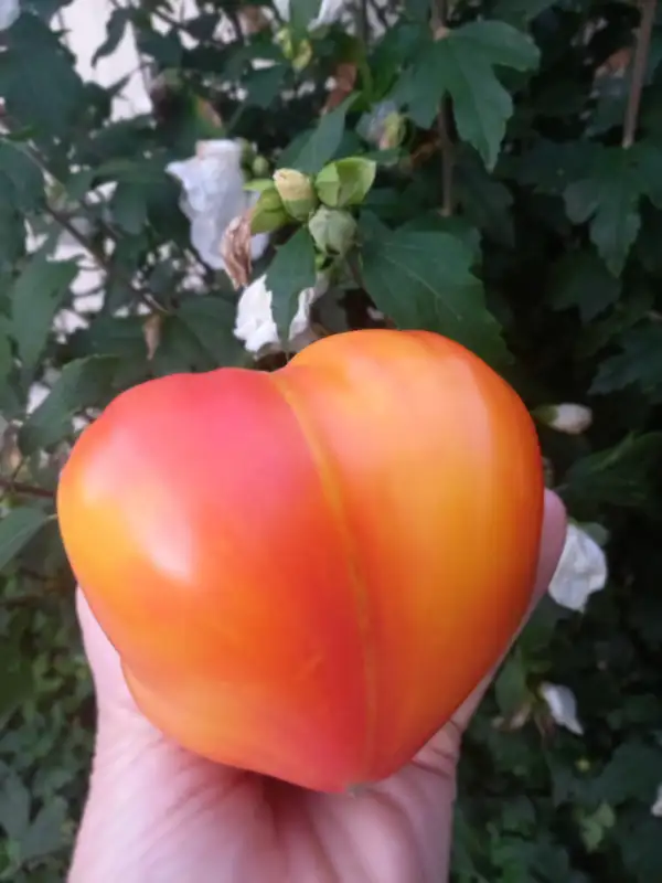 Tomaten: Goldene Berge von Medeo