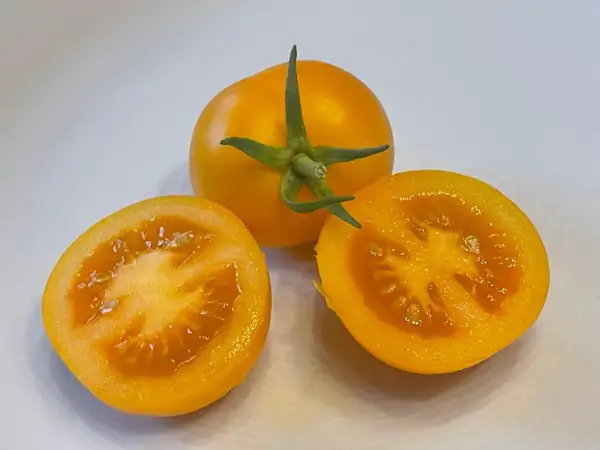 Tomaten: Goldene Königin - Stabtomate