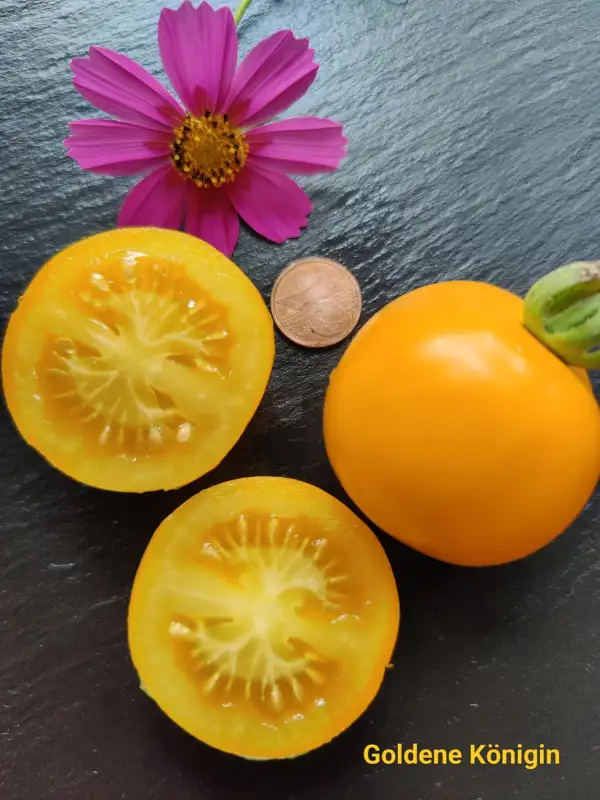 Tomaten: Goldene Königin