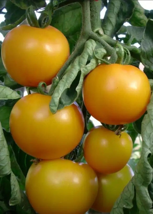 Tomaten: Goldene Königin