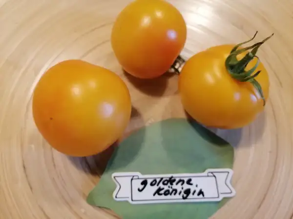 Tomaten: Goldene Königin