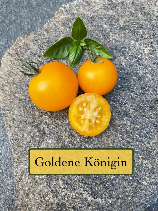 Tomaten: Goldene Königin
