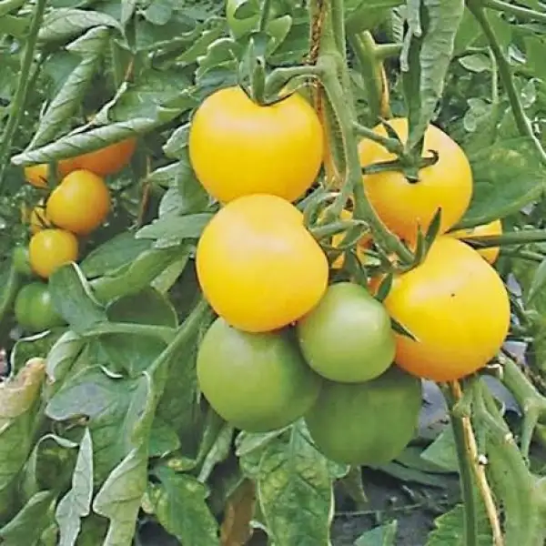Tomaten: Goldene Königin
