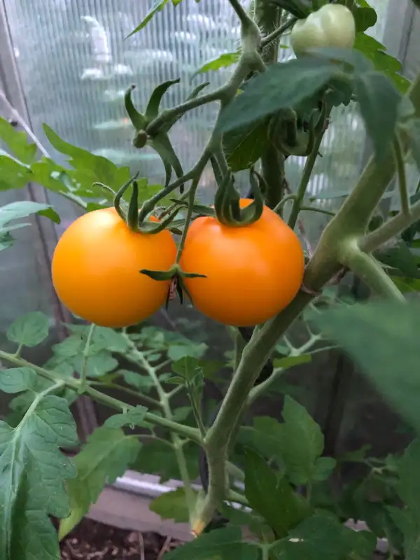 Tomaten: Goldene Königin