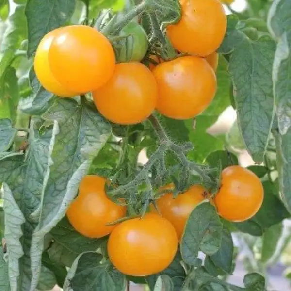 Tomaten: Goldene Königin