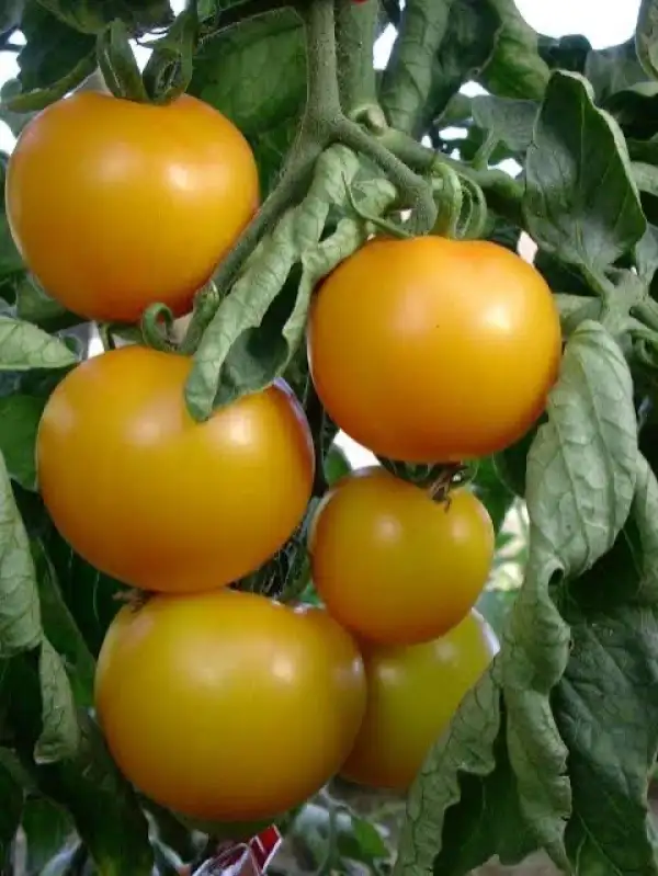 Tomaten: Goldene Königin