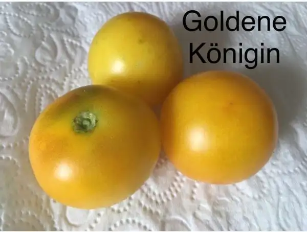 Tomaten: Goldene Königin