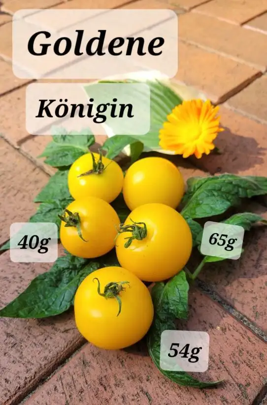 Tomaten: Goldene Königin