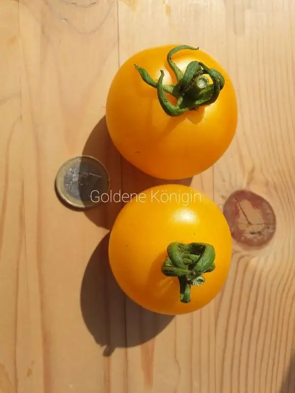 Tomaten: Goldene Königin