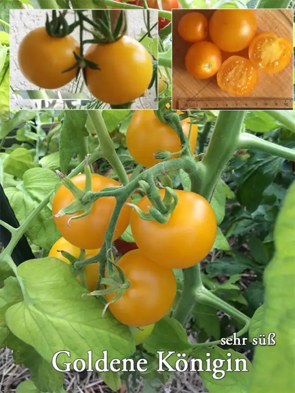 Tomaten: Goldene Königin