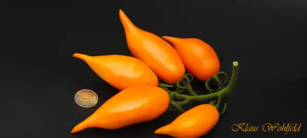 Tomaten: Goldene Schuhe des Sultans