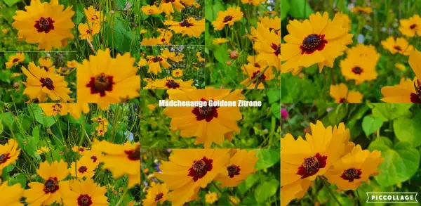 Blumen: Goldene Zitrone - Mädchenauge