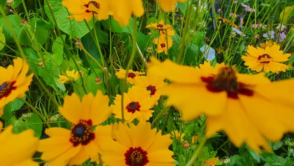 Blumen: Goldene Zitrone - Mädchenauge