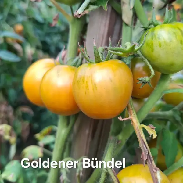 Tomaten: Goldener Bündel, Golden Cluster, Золоте гроно