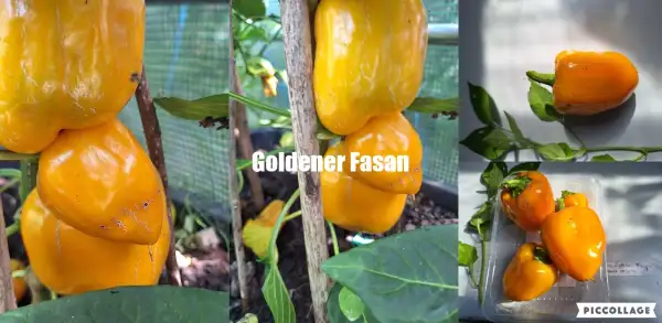 Paprika: Goldener Fasan - Paprika