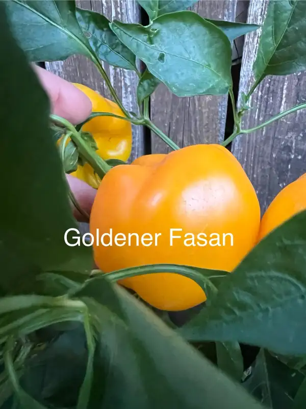 Chili / Paprika: Goldener Fasan