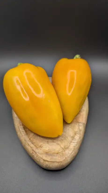 Chili / Paprika: Goldener Fasan
