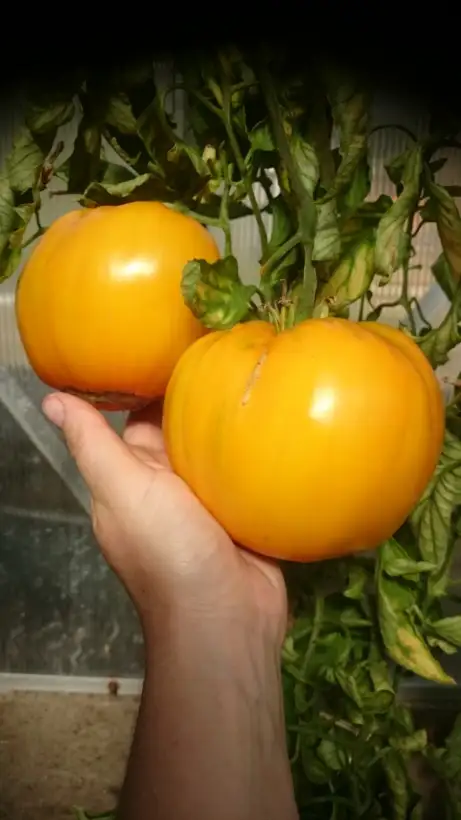 Tomaten: Goldener König