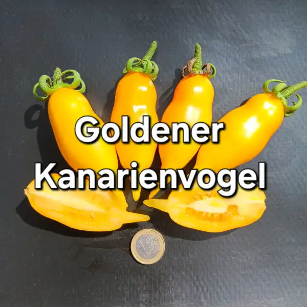 Tomaten: Goldener Kanarienvogel