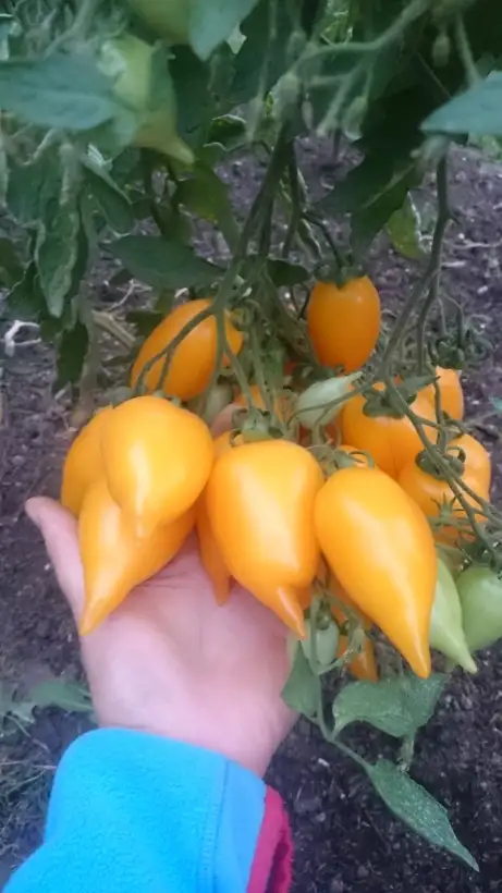 Tomaten: Goldener Kanarienvogel