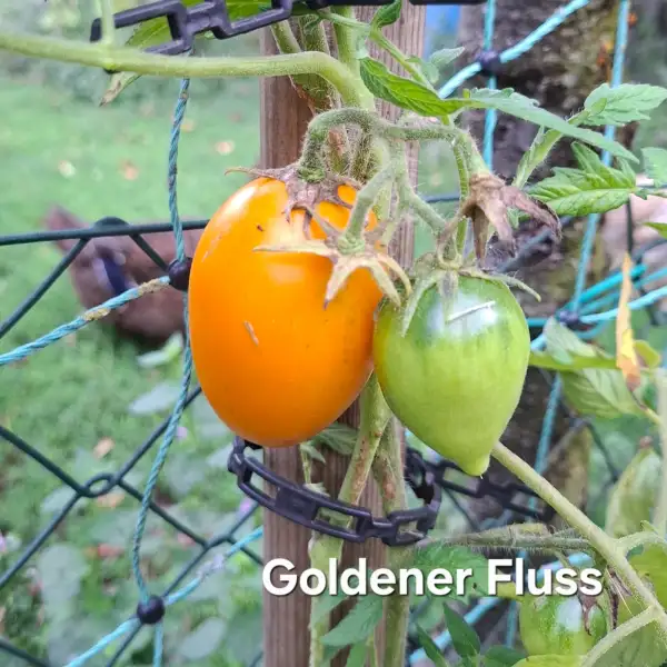 Tomaten: Goldener Strom (Dwarf), Goldener Fluss, Золотой поток