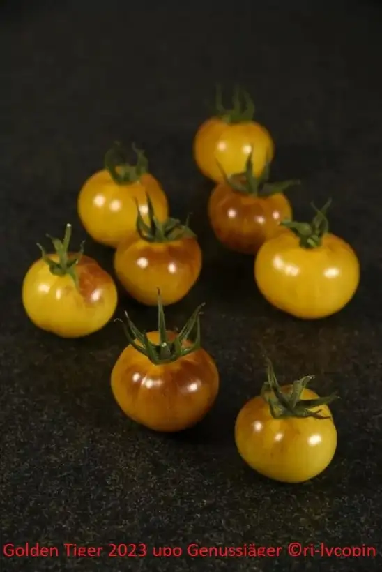 Tomaten: Goldener Tiger = Golden Tiger