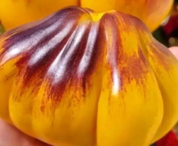 Tomaten: Goldener Turban